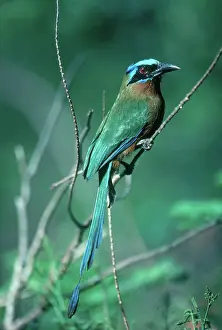 Tobago: Blue-Crowned Motmot