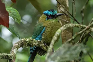 Motmots: Blue-crowned Motmot / Andean Motmot, Las Tangaras