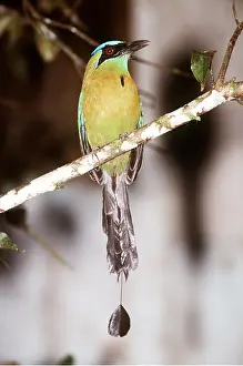 Crowned: BLUE-CROWNED MOTMOT BIRD - perched on branch