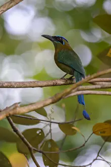 Motmots: Blue-crowned Motmot - Blue-crowned Motmot perched
