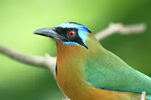 Tobago: Blue-crowned Motmot - close up of head and shoulder