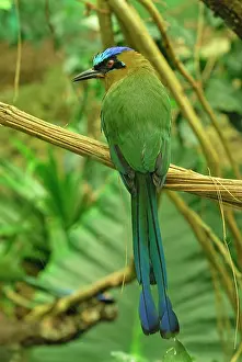 Motmots: Blue-crowned Motmot controlled conditions