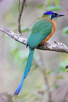 Crowned: Blue-crowned motmot (Momotus momota) Pantanal Brazil