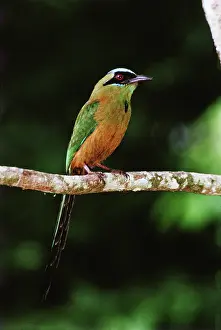 Gamboa: Blue-crowned Motmot, Panama