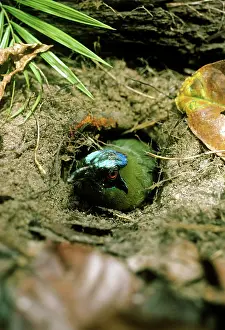 Burrows: Blue Crowned Motmot - perched at entrance tunnel