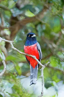 Trogon: Blue-crowned Trogon