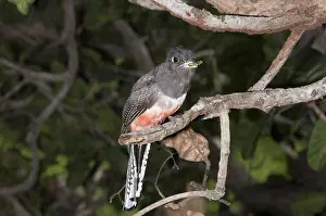 Trogon: Blue-crowned Trogon