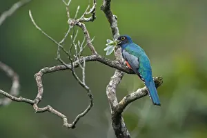 Trogon: Blue-crowned Trogon (Trogon curucui) male, eating