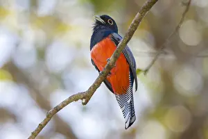 Trogon: Blue-crowned Trogon (Trogon curucui) male perch