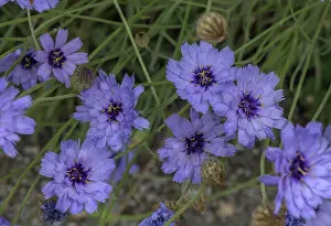 Bob Gibbons: Blue Cupidone, Catananche caerulea, in flower; w