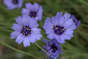 Bob Gibbons: Blue Cupidone, Catananche caerulea, in flower; w
