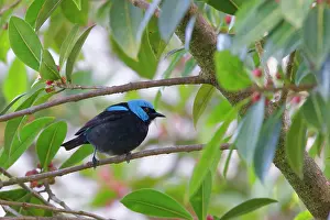 Honeycreeper: Blue Dachnis Dacnis cayana La Fortuna, Costa Rica BI033129