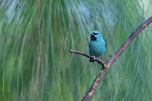 Canopy: Blue Dacnis