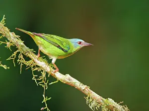 Honeycreeper: Blue Dacnis female Dacnis cayana Atlantic Forest
