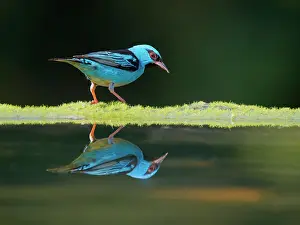 Honeycreeper: Blue Dacnis male Dacnis cayana Atlantic Forest