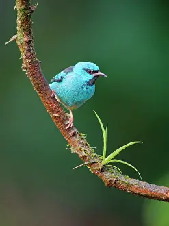 Honeycreeper: Blue Dacnis male Dacnis cayana Atlantic Forest
