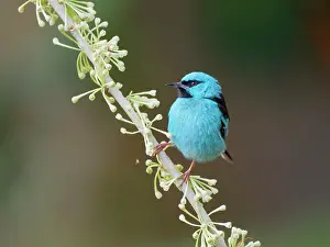 Honeycreeper: Blue Dacnis male Dacnis cayana Atlantic Forest