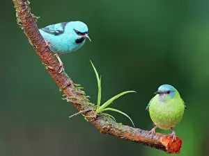 Honeycreeper: Blue Dacnis pair Dacnis cayana Atlantic Forest