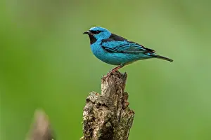 Honeycreeper: Blue Dacnis / Turquoise Honeycreeper, Atlantic Forest