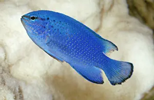 Damsel: Blue Damselfish