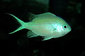 Chromis: Blue Damselfish
