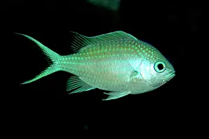 Chromis: Blue Damselfish