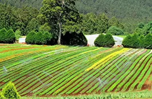 Healesville: Blue Dandenong Bulbs farm near Healesville