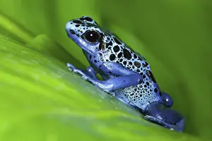Surinam: Blue Dart Frog