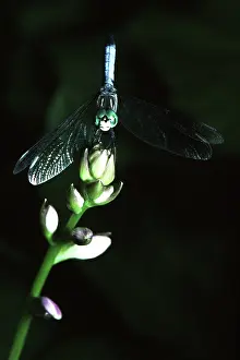 Swift: Blue Dasher Dragonfly