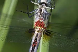 Longipennis: Blue Dasher Dragonfly Eggs