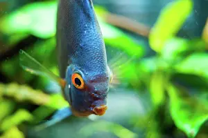 Concept: Blue Discus fish detailed close up in the aquarium