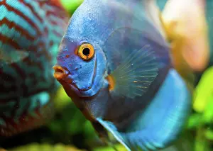 Concept: Blue Discus fish detailed close up in the aquarium