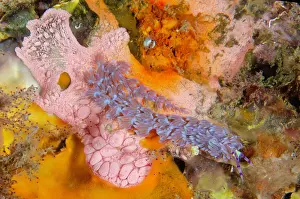 Nudibranch: Blue Dragon Nudibranch
