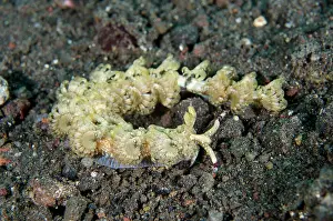 Antennae: Blue Dragon Nudibranch - Wreck Slope dive site