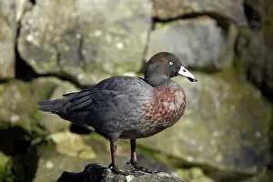 Malacorhynchos: Blue Duck
