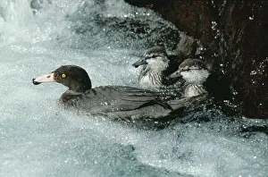 Ducklings: Blue Duck with ducklings