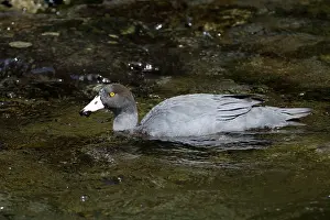 Restricted: Blue Duck / Whio endemic species restricted to fast