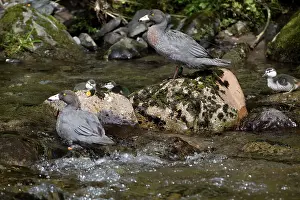 Restricted: Blue Duck / Whio family group endemic species restricted