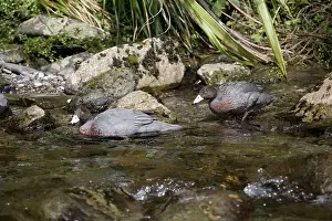 Restricted: Blue Duck / Whio pair endemic species restricted