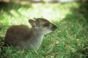 Monticola: Blue Duiker - adult male sitting on grass