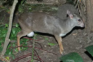 Monticola: Blue DUIKER - Found in eastern and southeastern