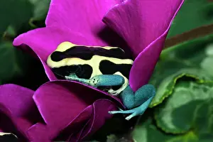 Tinctorius: Blue Dyeing Dart Frog (Dendrobates tinctorius