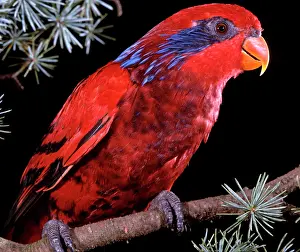 Ceram: Blue-eared / Ceram / Half-masked / Seram Lory