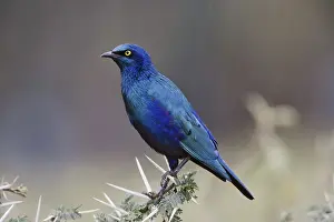 Lamprotornis: Blue-eared Glossy Starling