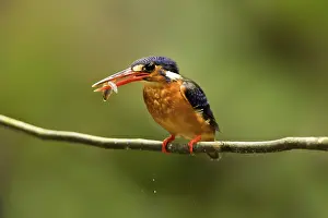 Catch: Blue-eared Kingfisher (Alcedo meninting) female perched on a branch with fish in beak