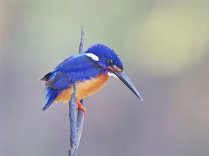 Eared: Blue Eared Kingfisher Alcedo meninting Sabah, Ma