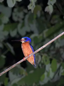 Hayden Oake: Blue-eared Kingfisher - On perch