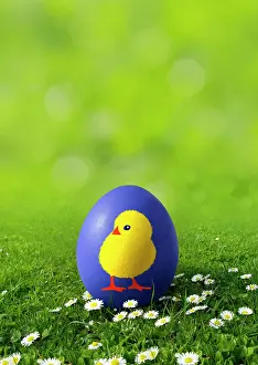 Decoratively: Blue Easter egg on a meadow with daisies painted
