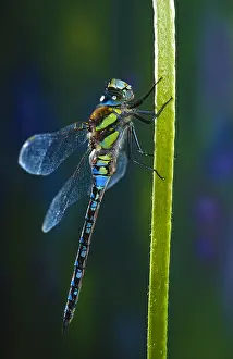 Imperator: Blue Emperor (Anax imperator) resting on a stem