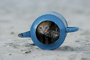 Sibling: Blue enamel tabby kittens in old watering can